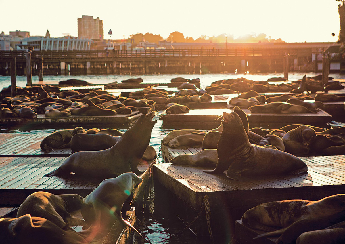 Seals